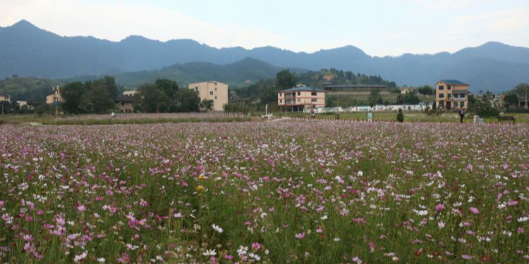 孔元花世界花海