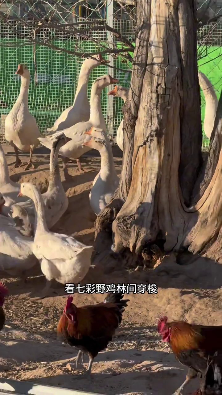 聚盛源水上乐园