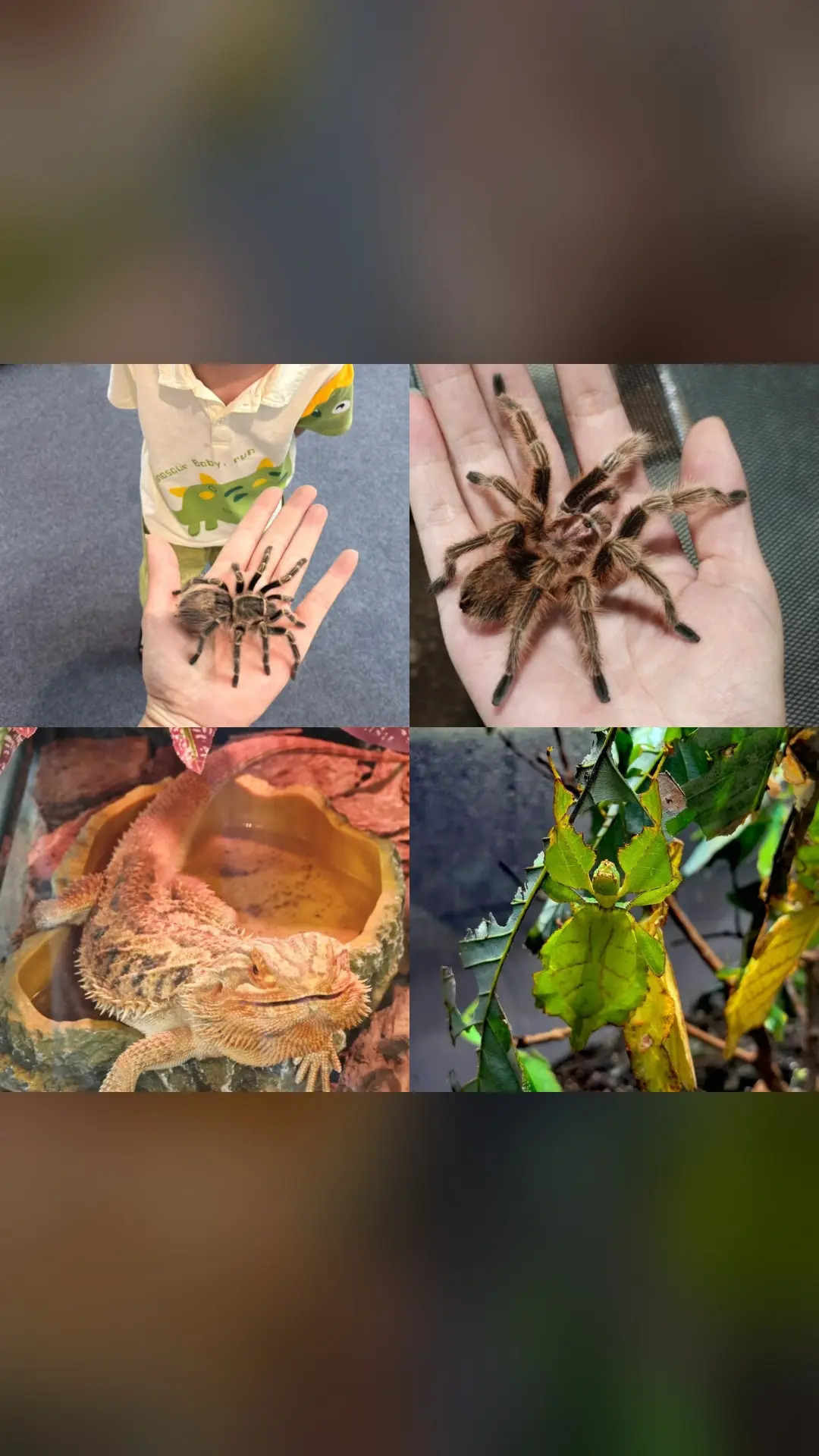 东莞活体昆虫博物馆