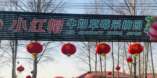 小红帽草莓采摘园