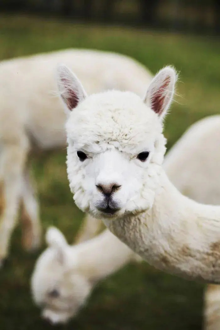 东部华侨城动物园