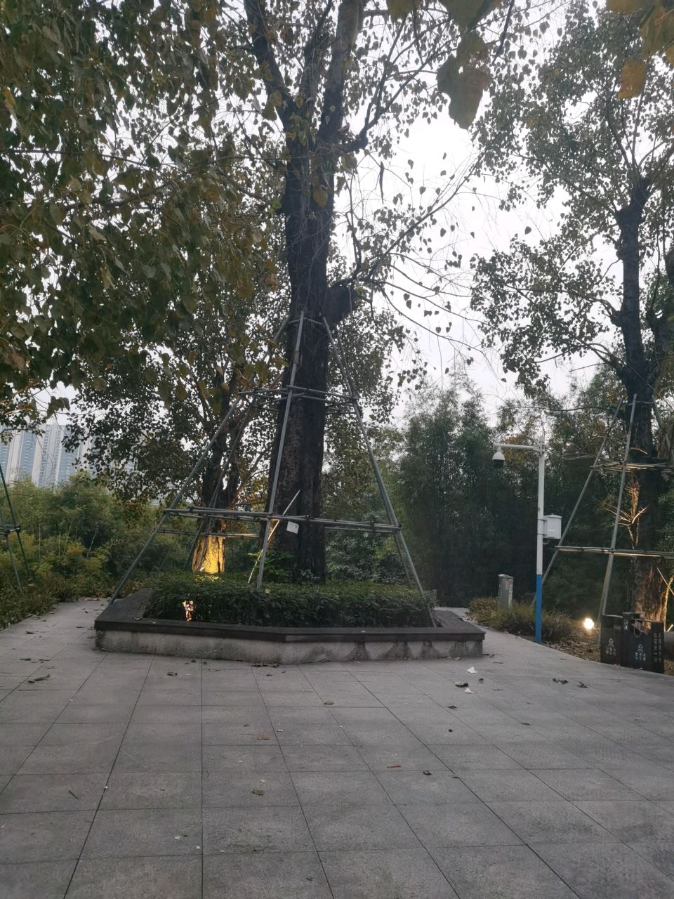 灯都生态湿地公园-菩提山