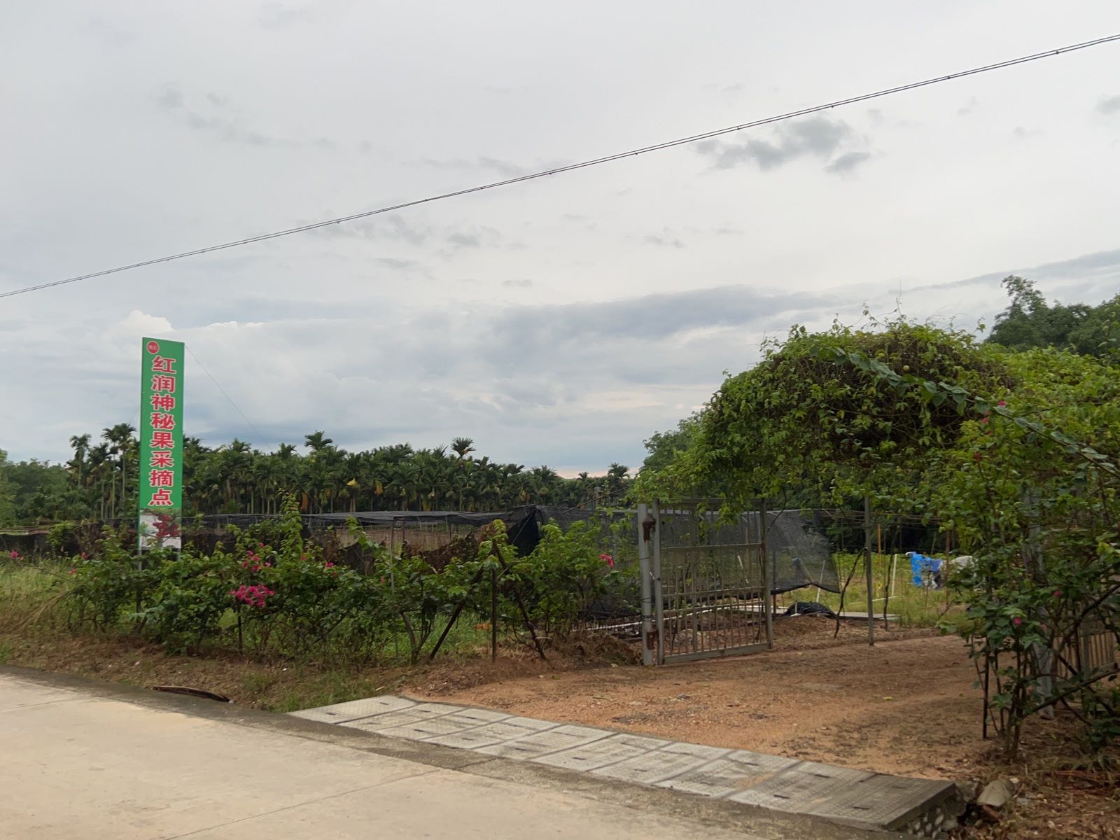 红润神秘果采摘点