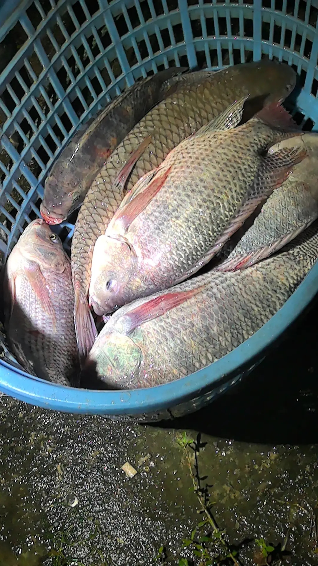 钓多多休闲垂钓场