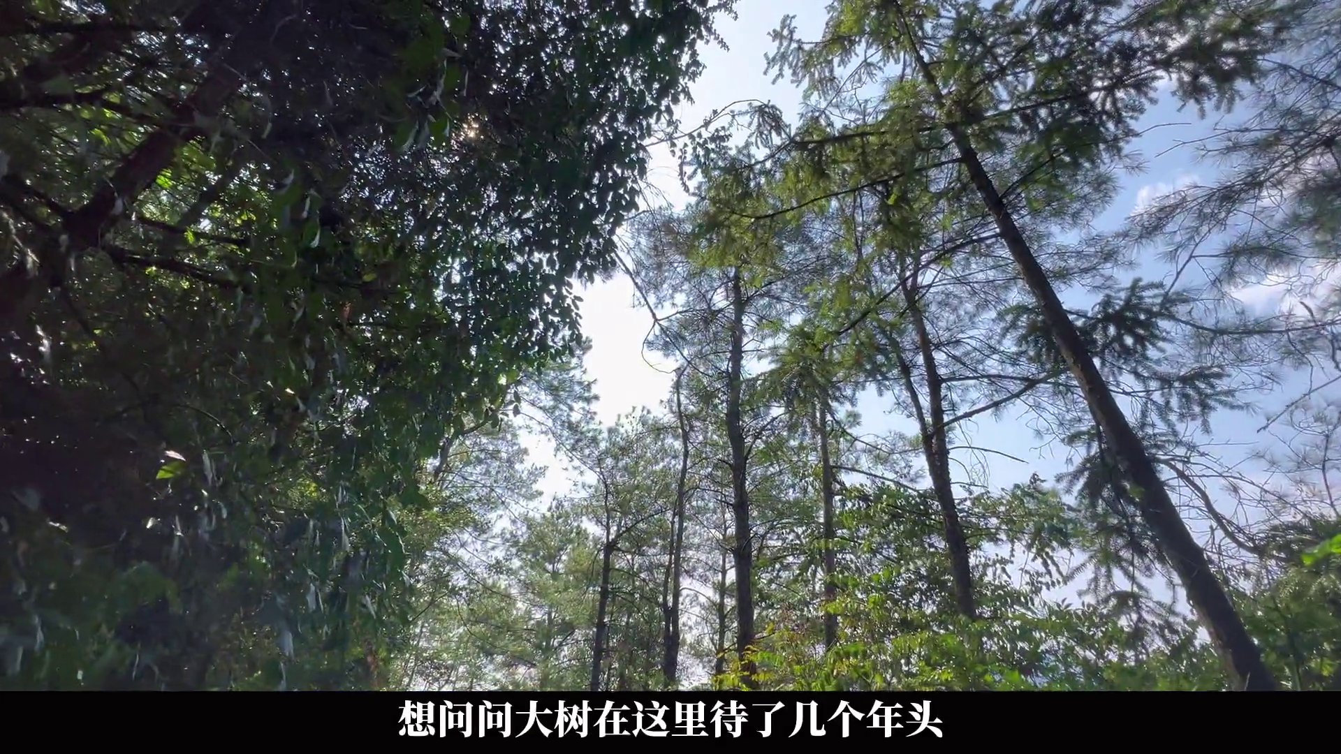 洪家山森林公园