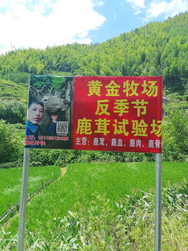 黄金牧场反季节鹿茸试验场