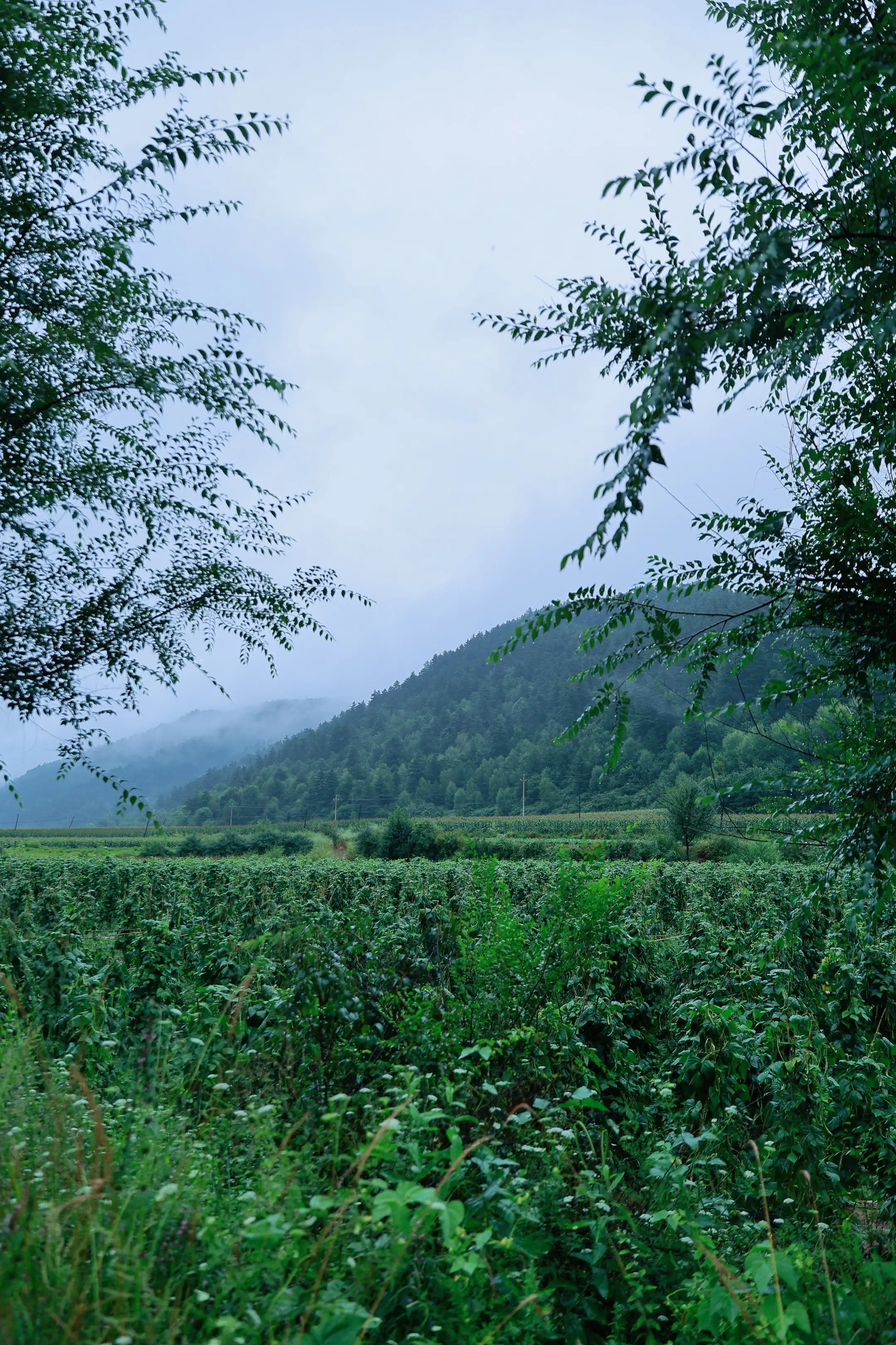 白虎岭
