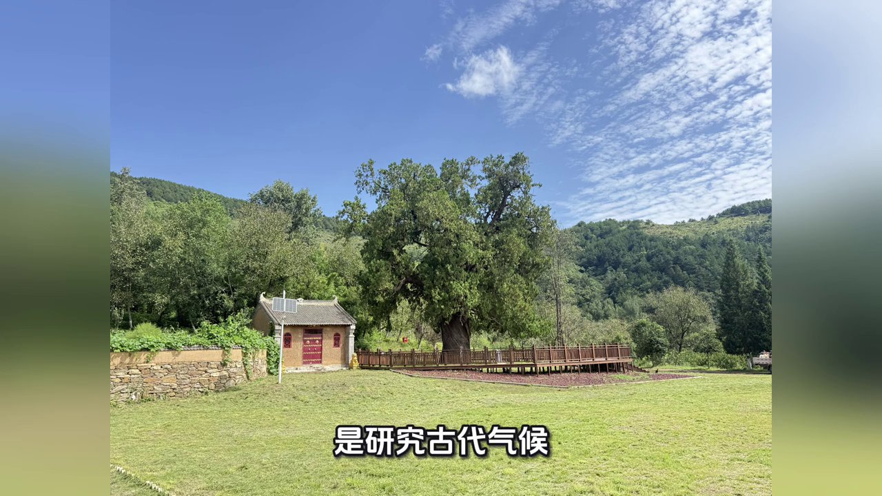 页山古柏