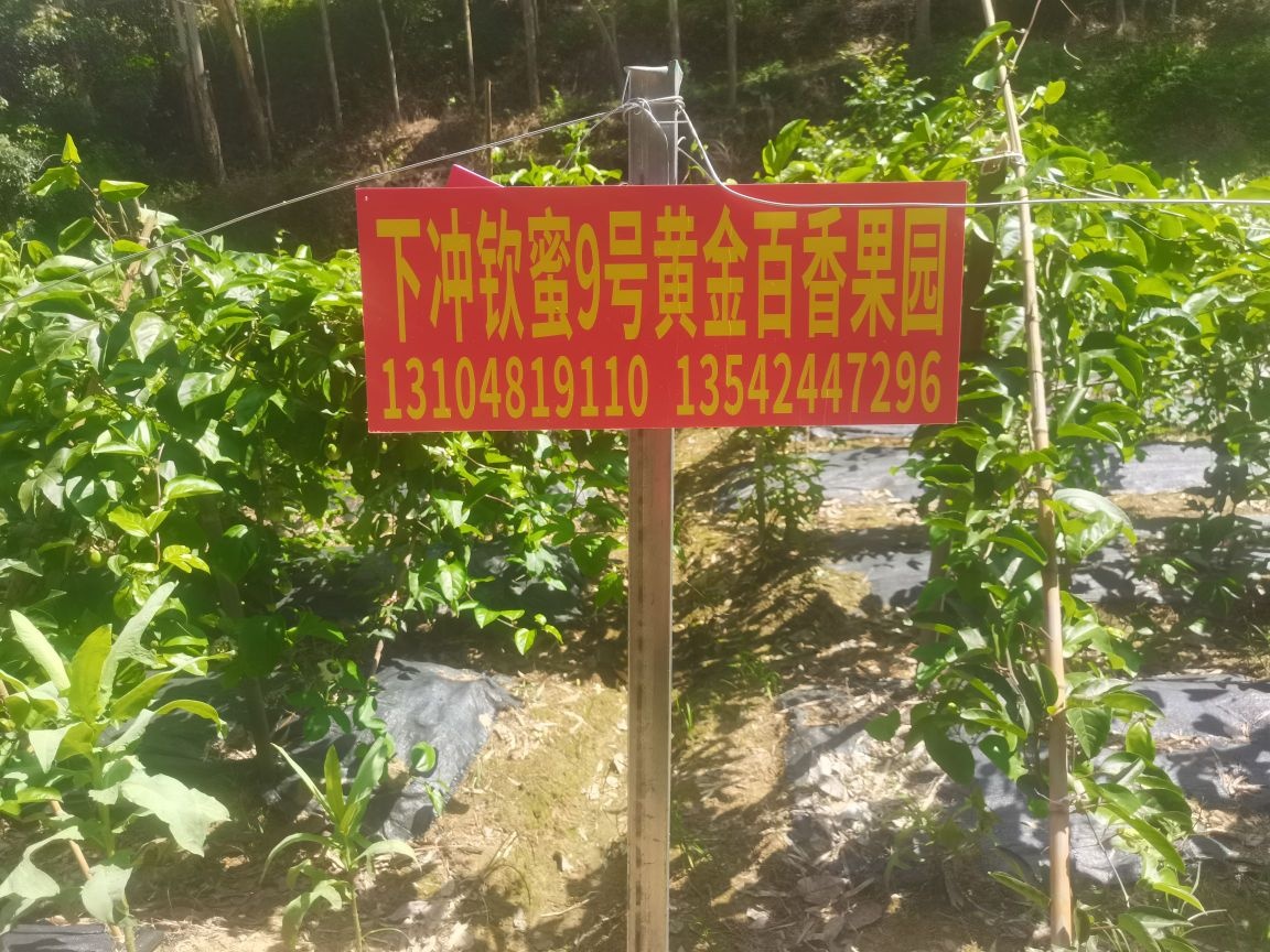 下冲钦蜜9号黄金百香果园