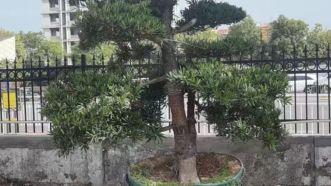 和景园艺园林绿化花店
