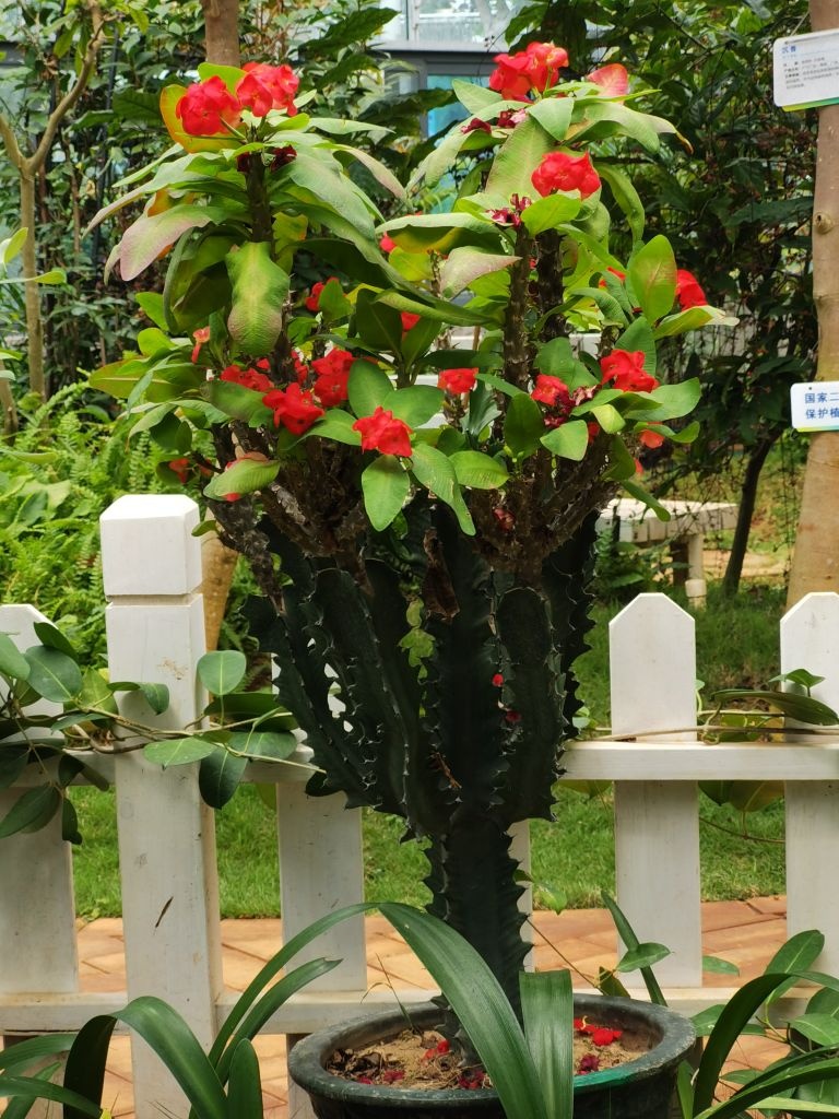 热带珍稀植物园