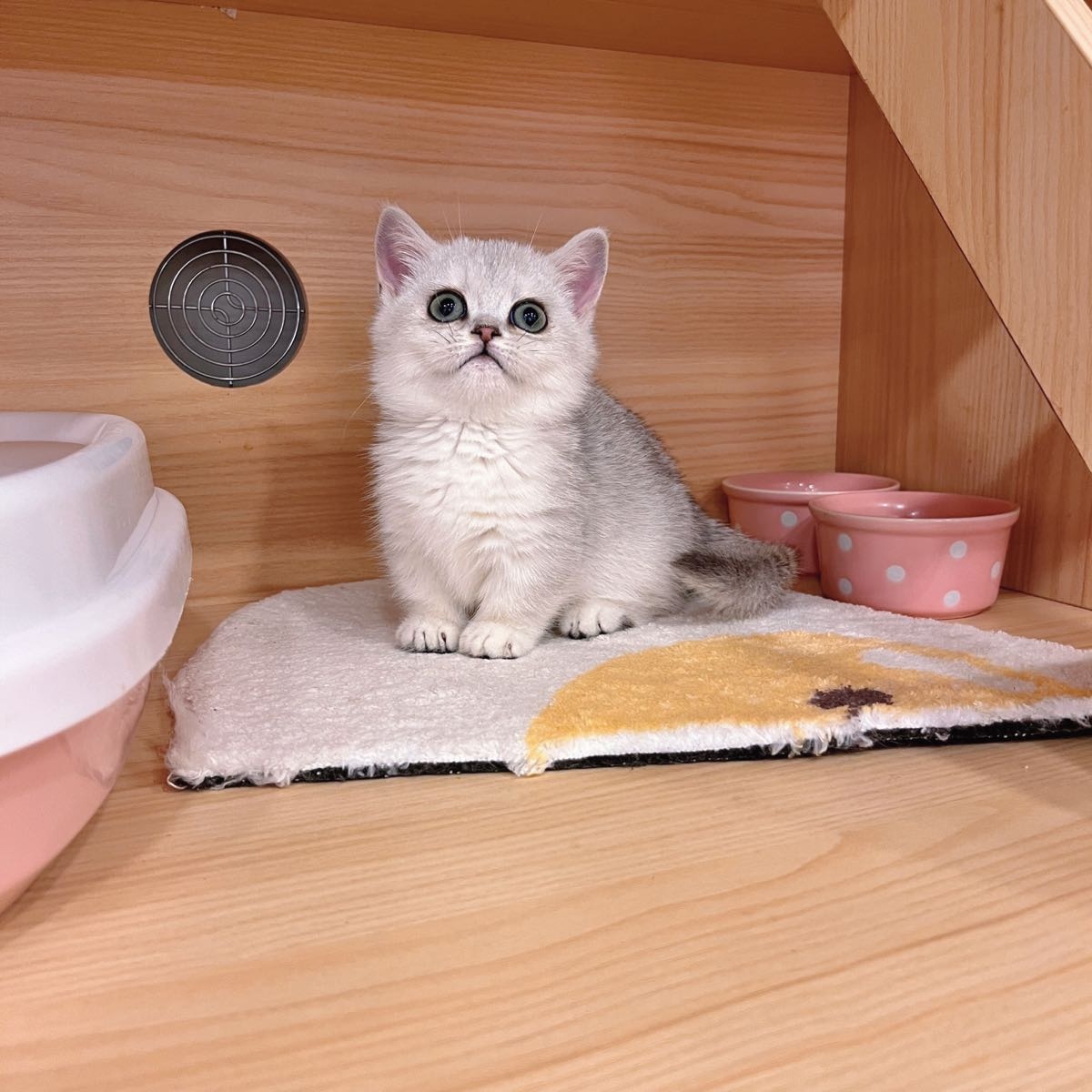 猫鼠兔子宠物店