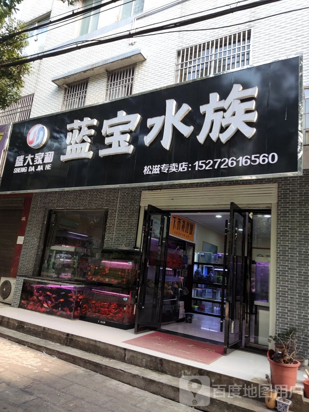 蓝包水族