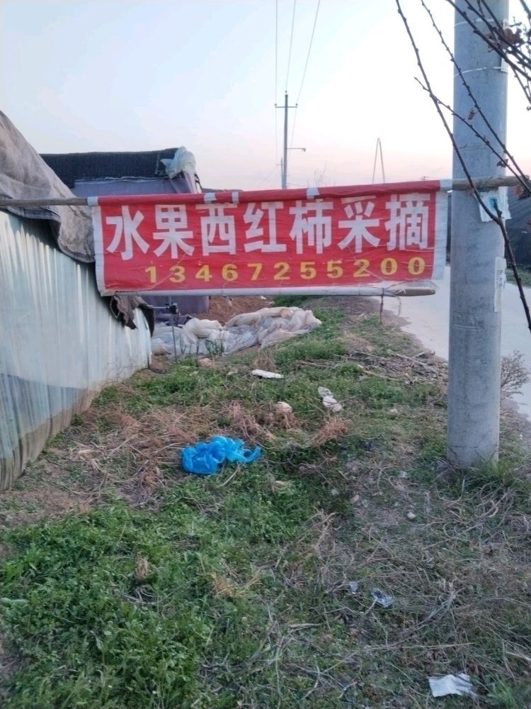 杨村水果西红柿采摘园