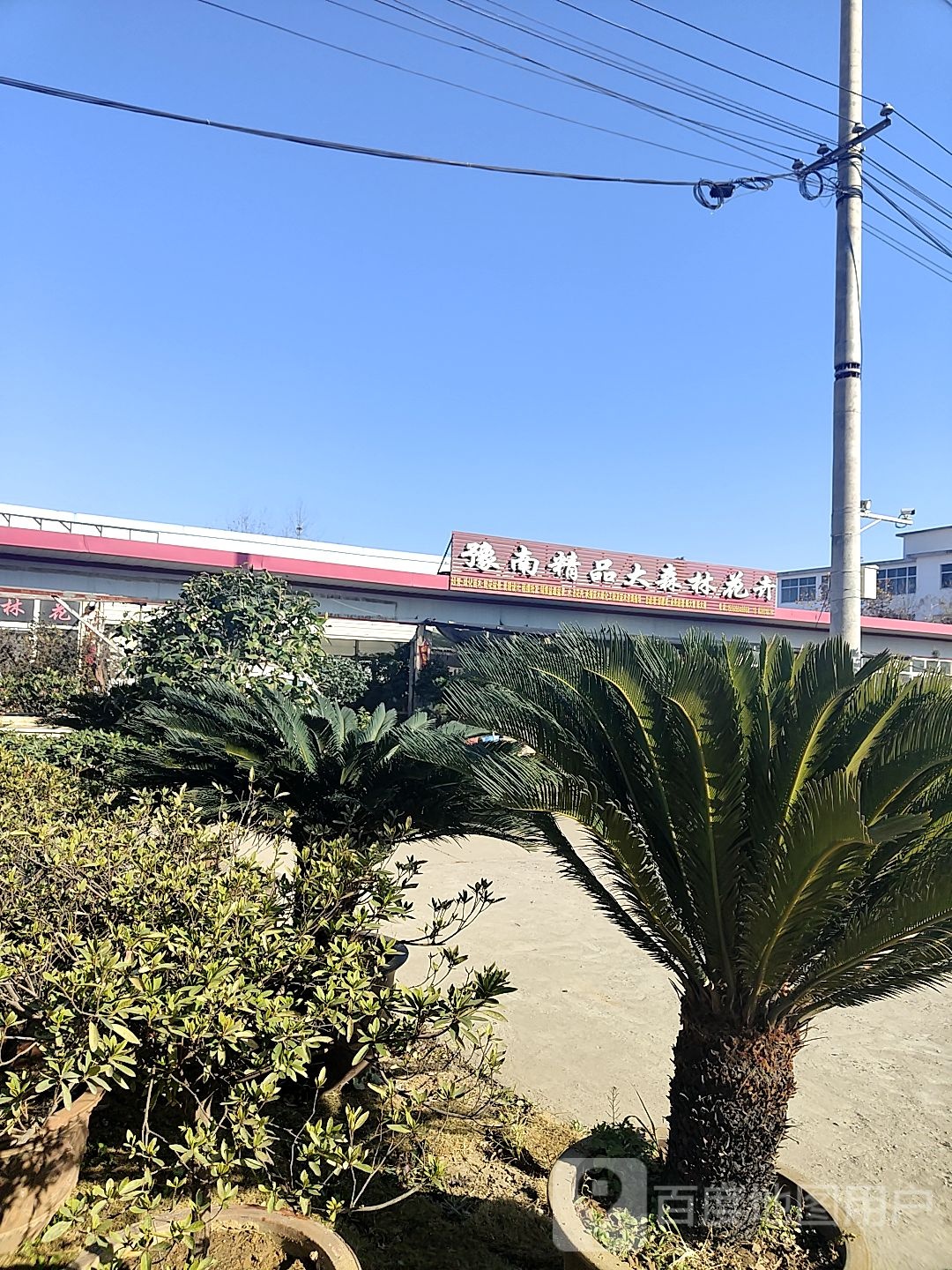 豫南精品大森林花卉
