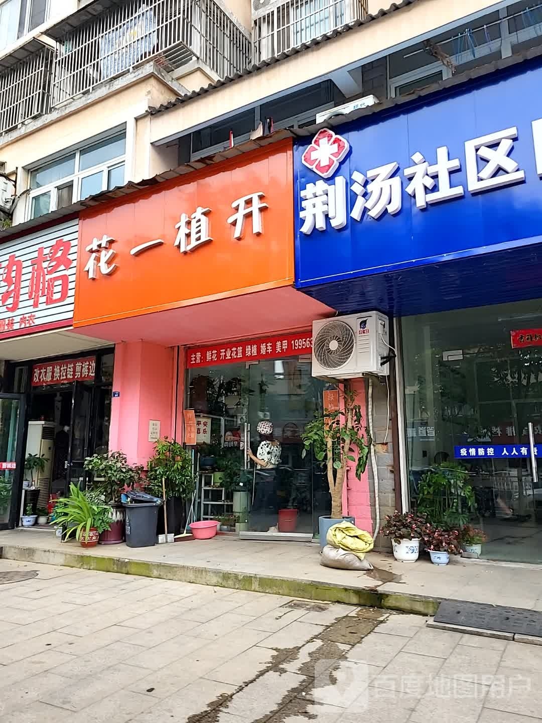 花一植开