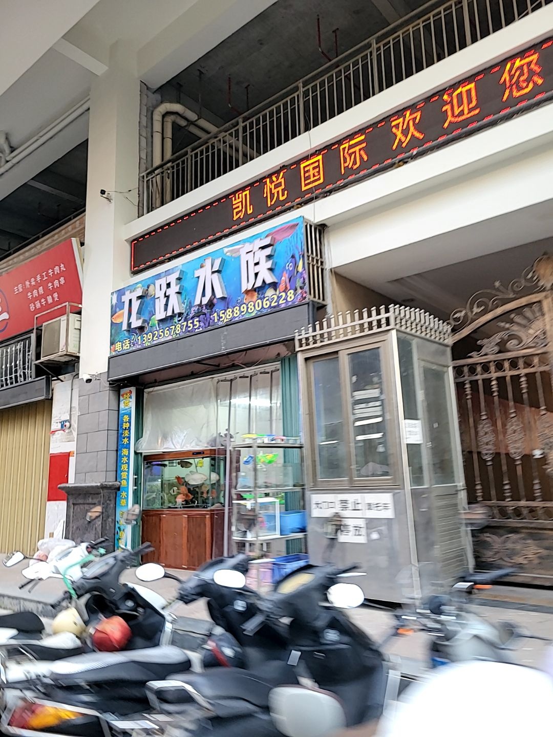 龙跃水族(华强广场店)
