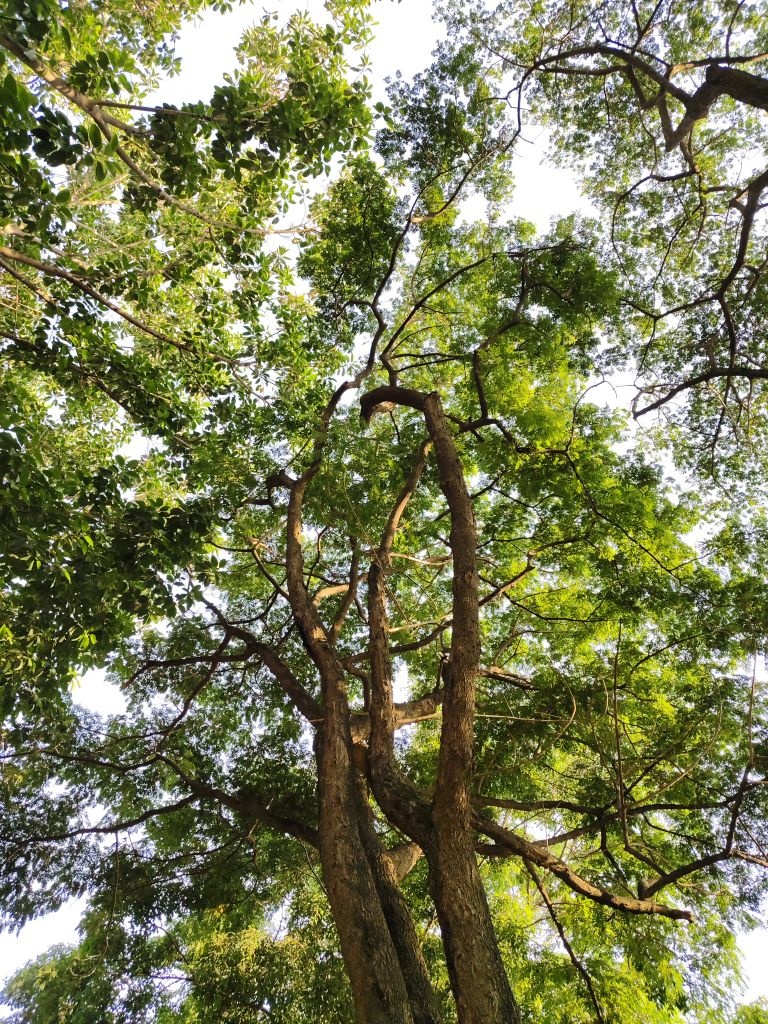 双江拉祜族佤族布朗族傣族自治县图书馆