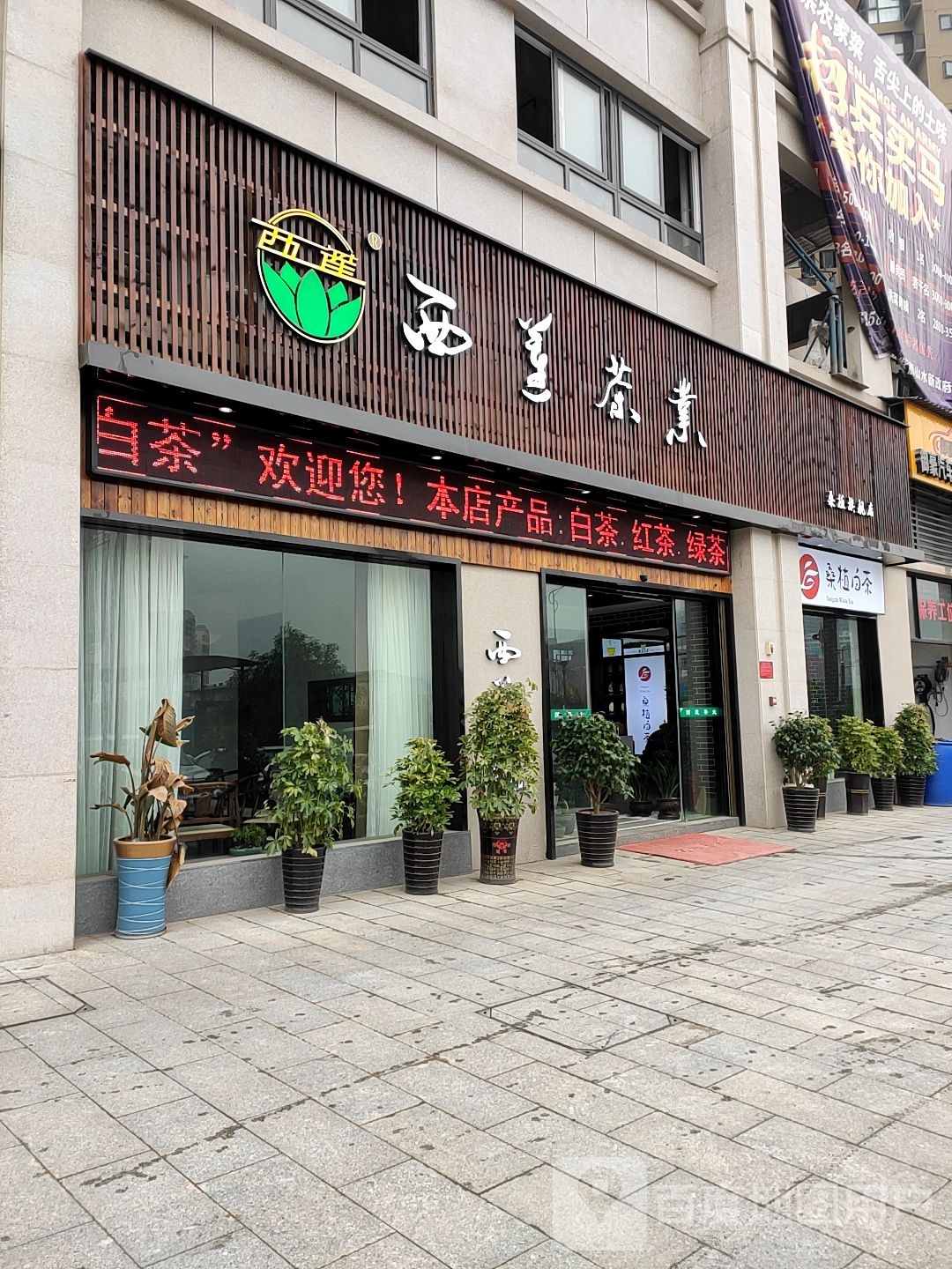 西莲茶业(桑植旗舰店)