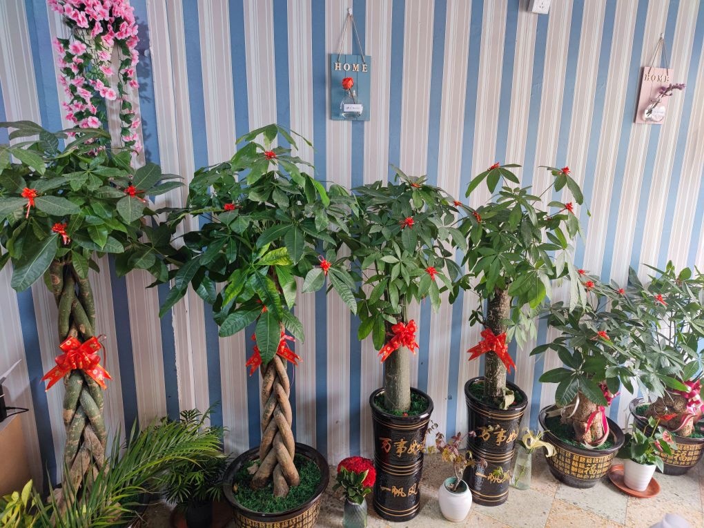 蓝桉花店