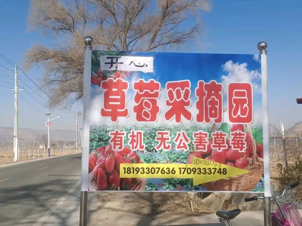 甘肃静宁县城川镇靳寺开心草莓采摘园