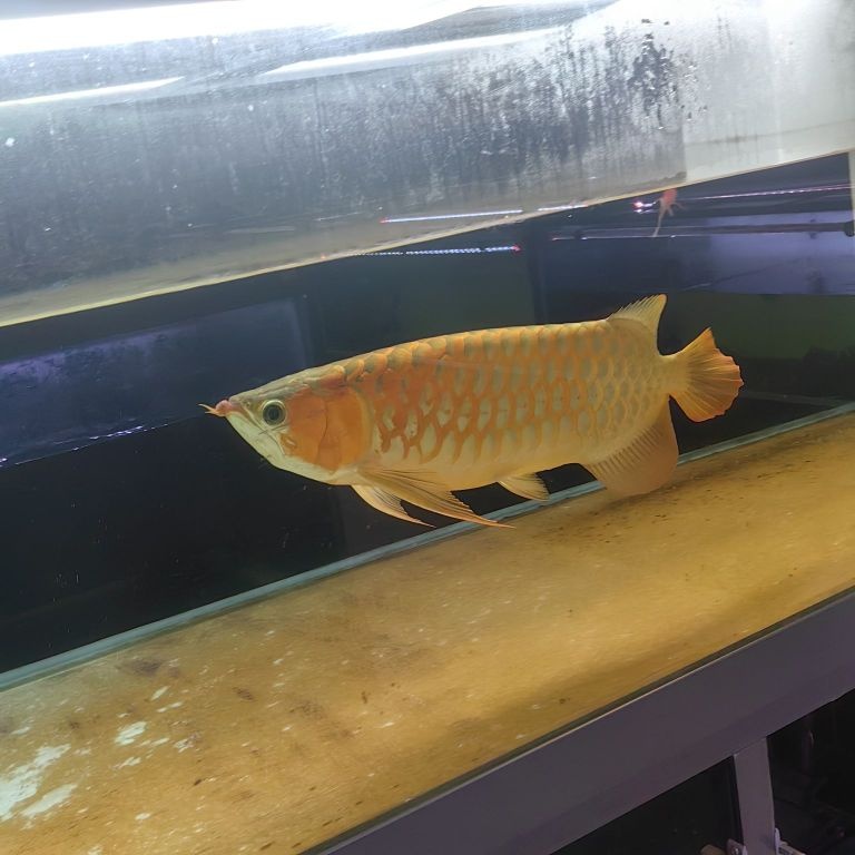 傲壹龙水族馆