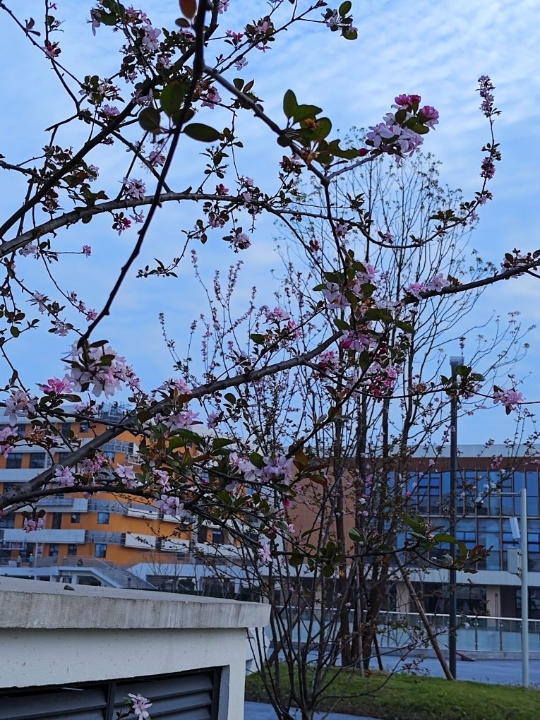 四川省宜宾市市第四中学校(岷江新区校区)