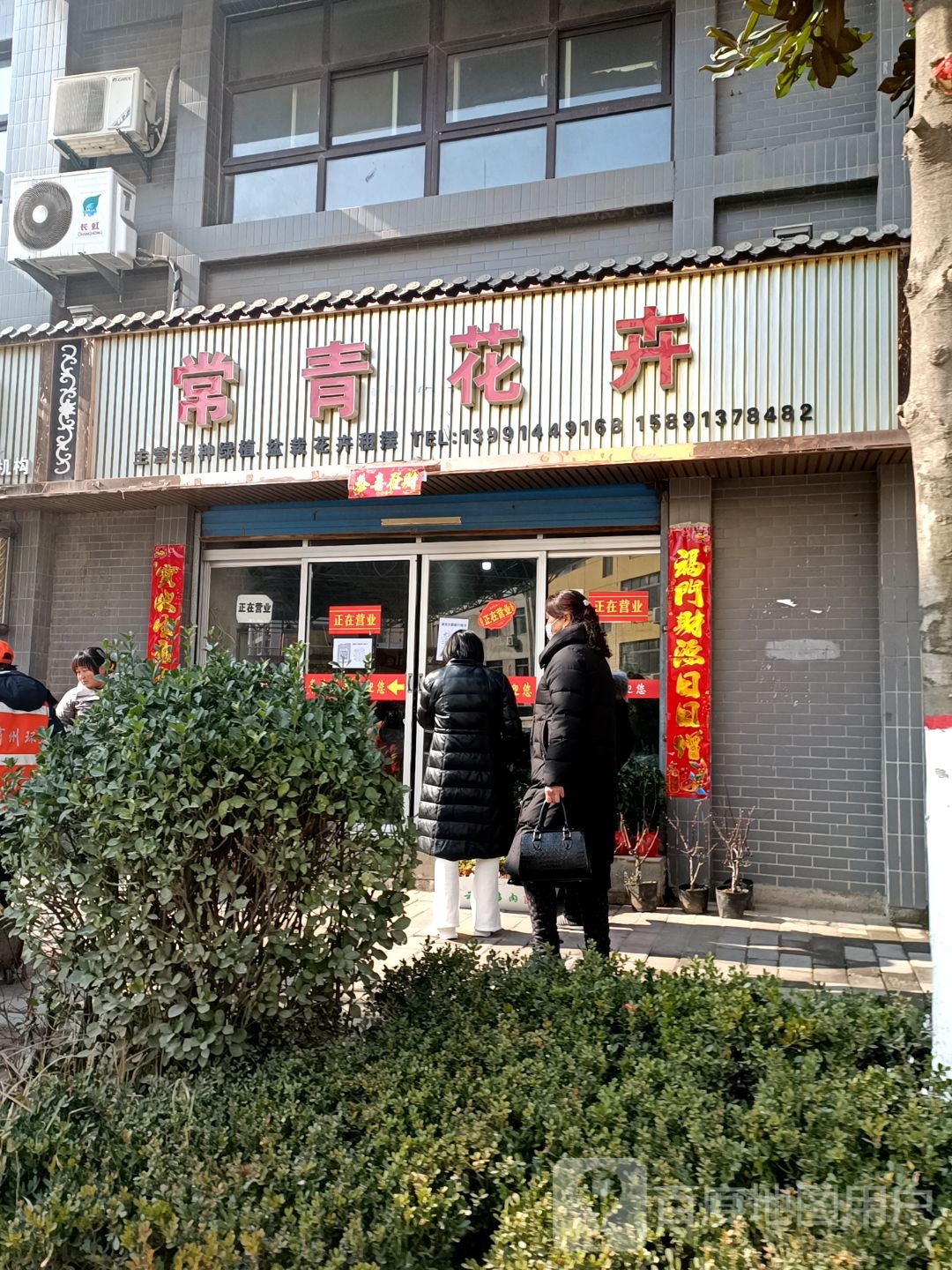 常青花卉