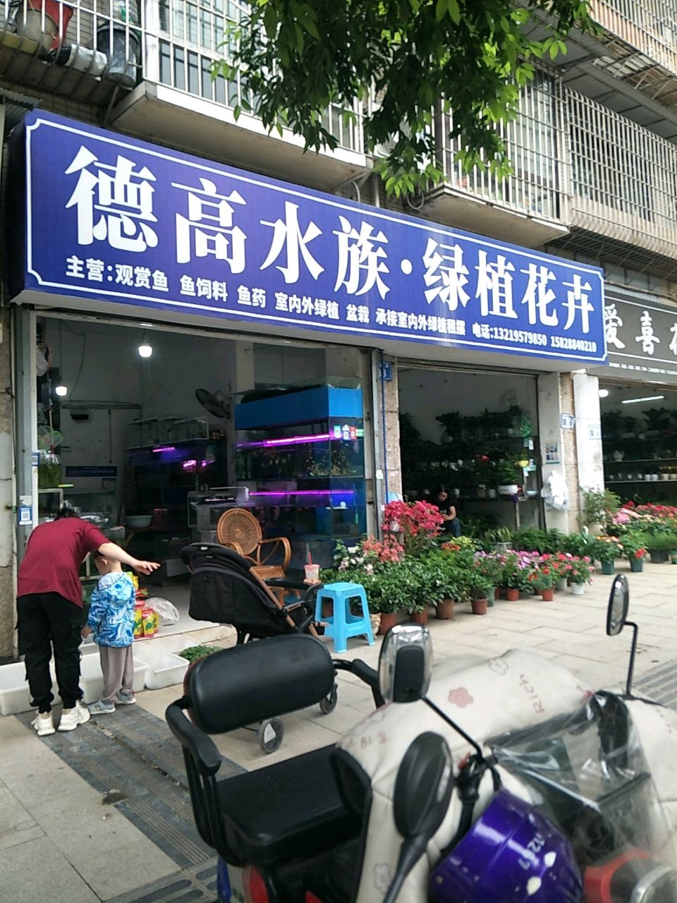 德高水族·绿植花卉