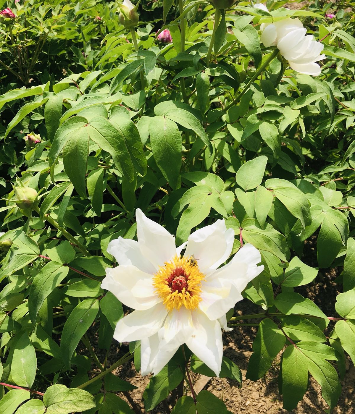 荥阳植物园