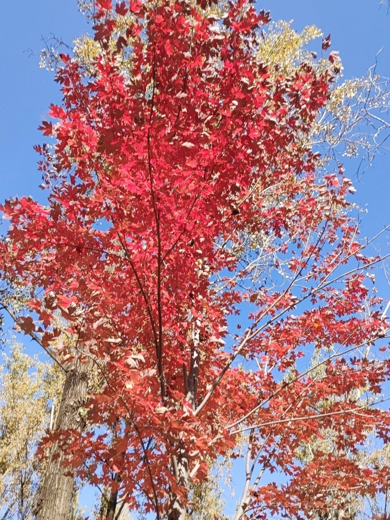 肃宁琨阳购物广场