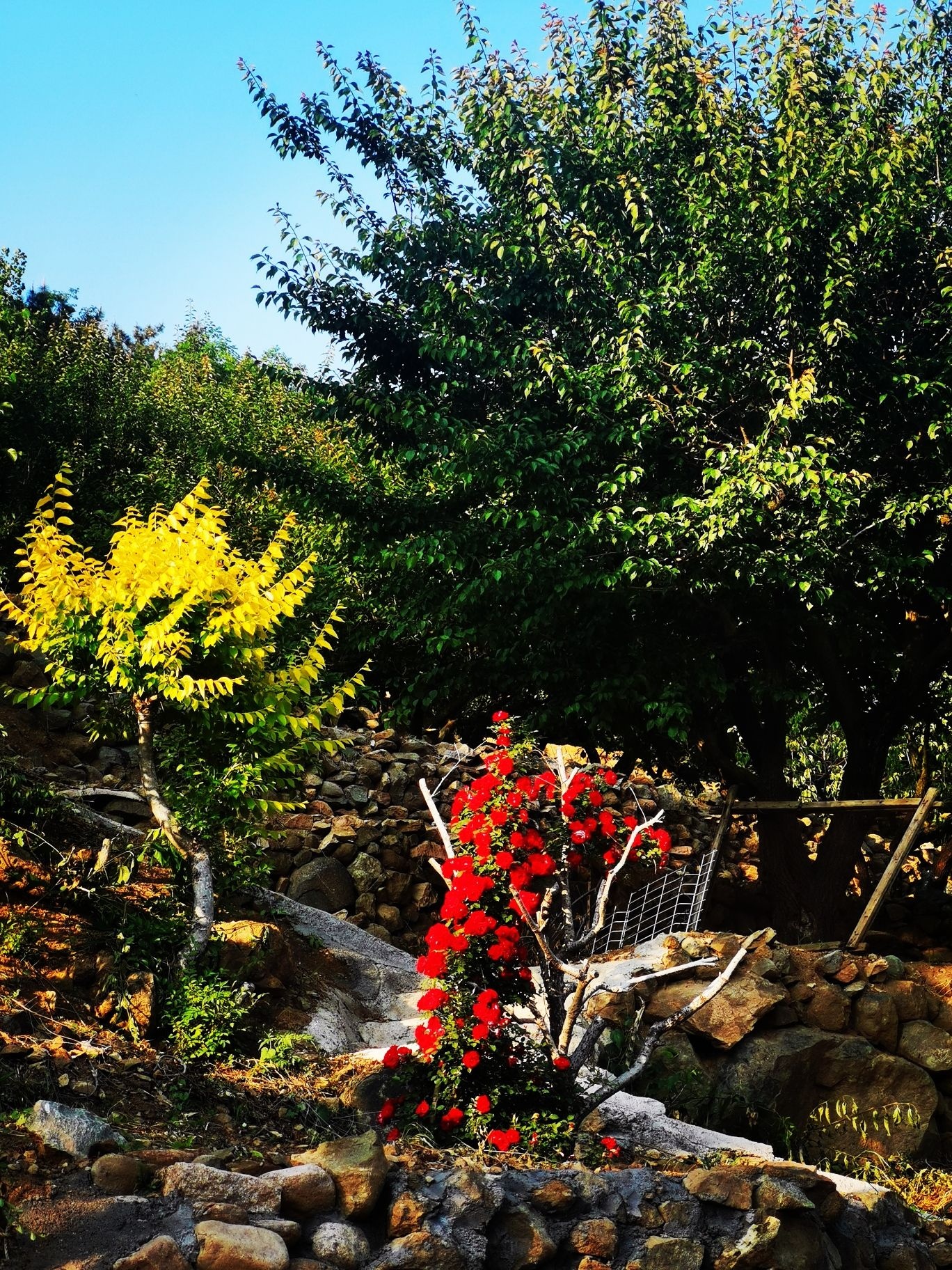 百果山森林公园