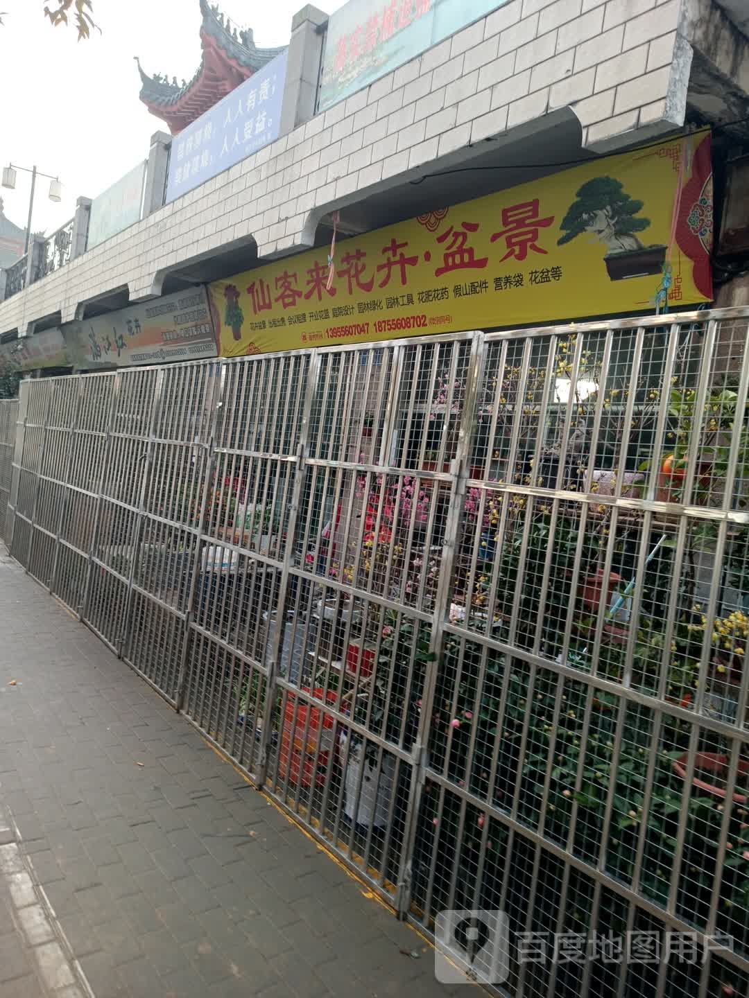 仙客来花卉盆景