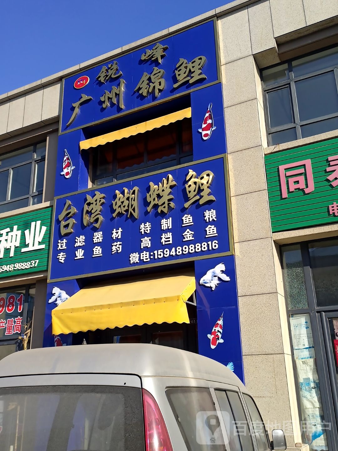台湾蝴蝶鲤