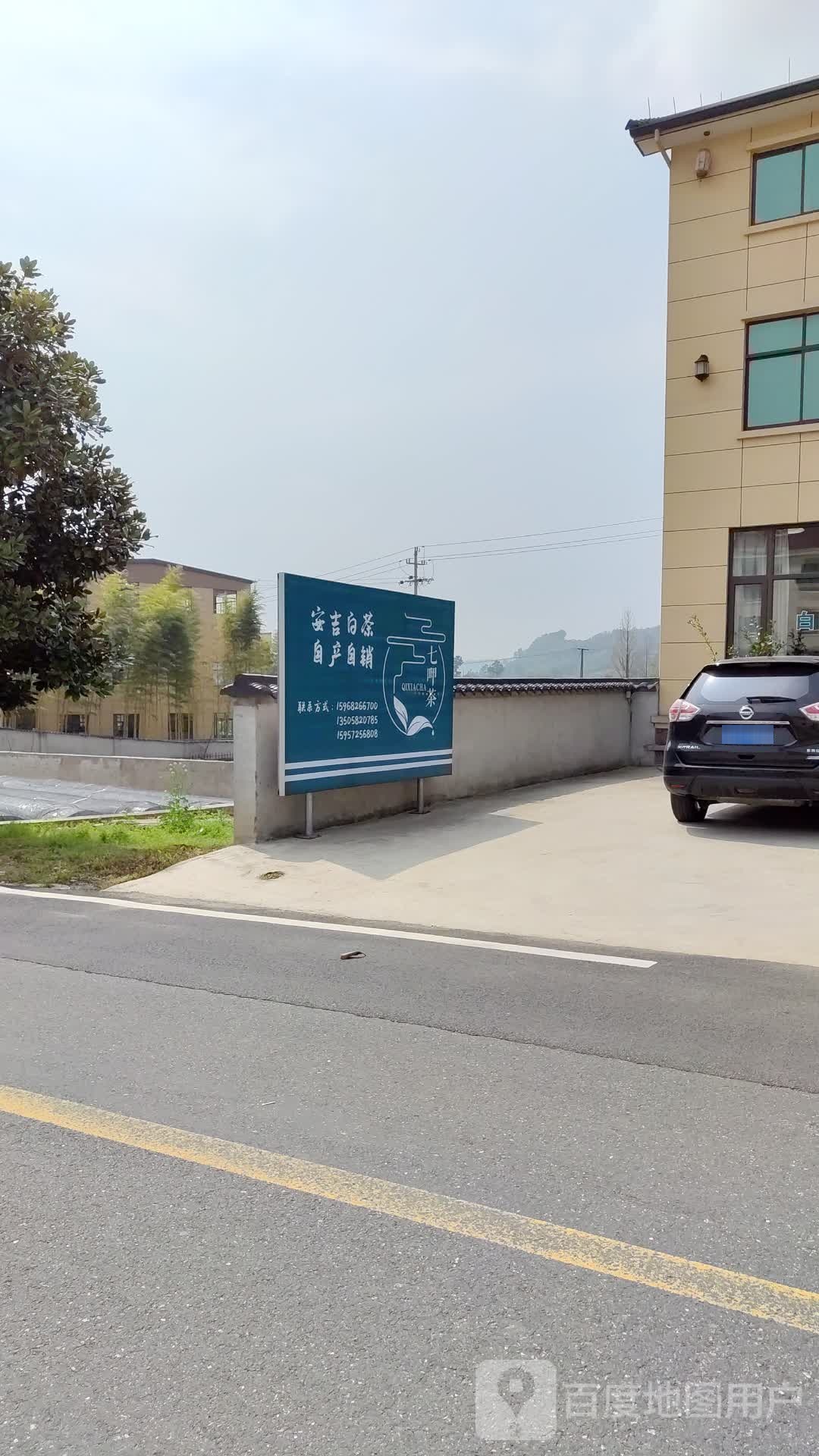 安吉白茶