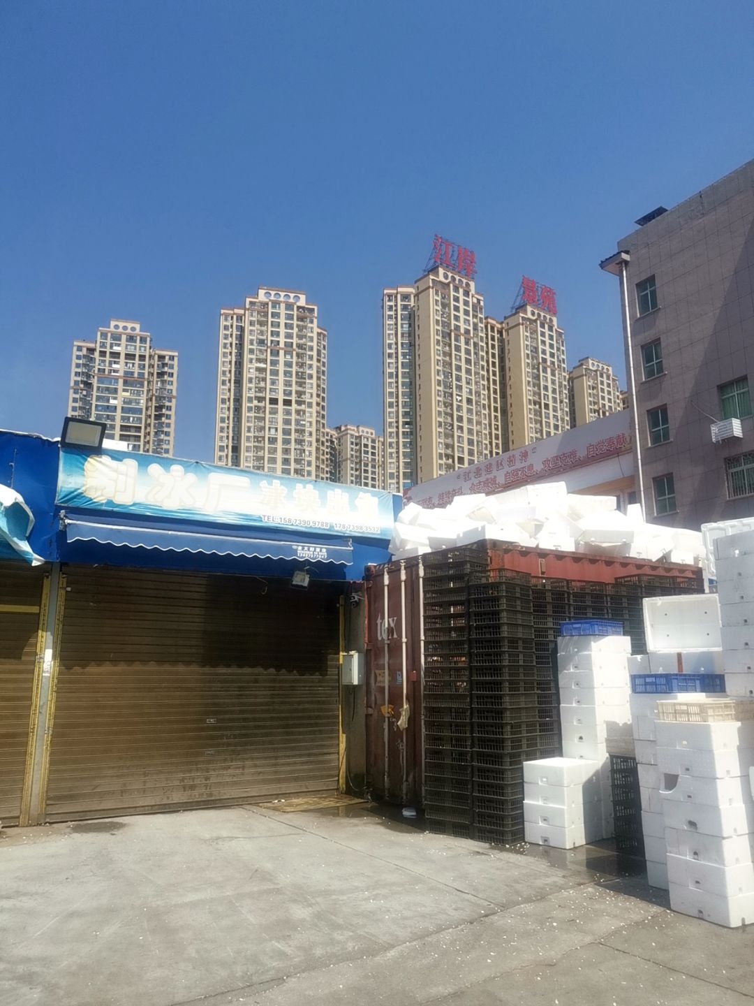胡氏牛蛙批发