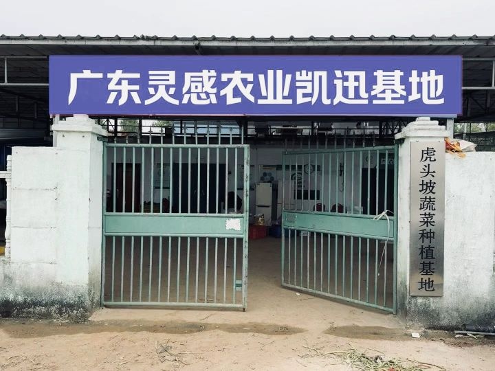 广东灵感农业社凯迅蔬菜基地