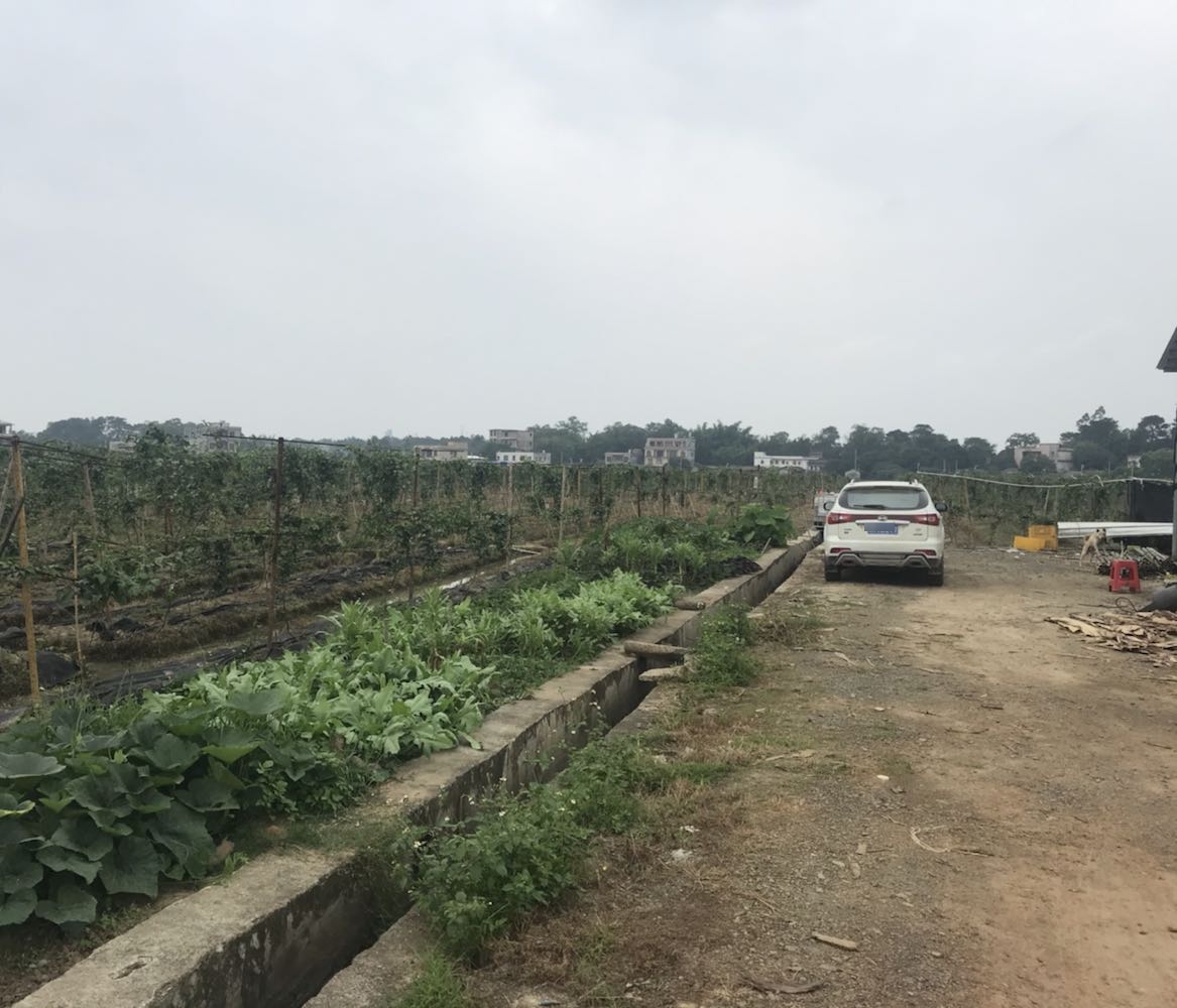 金灿灿黄金百香果产业基地