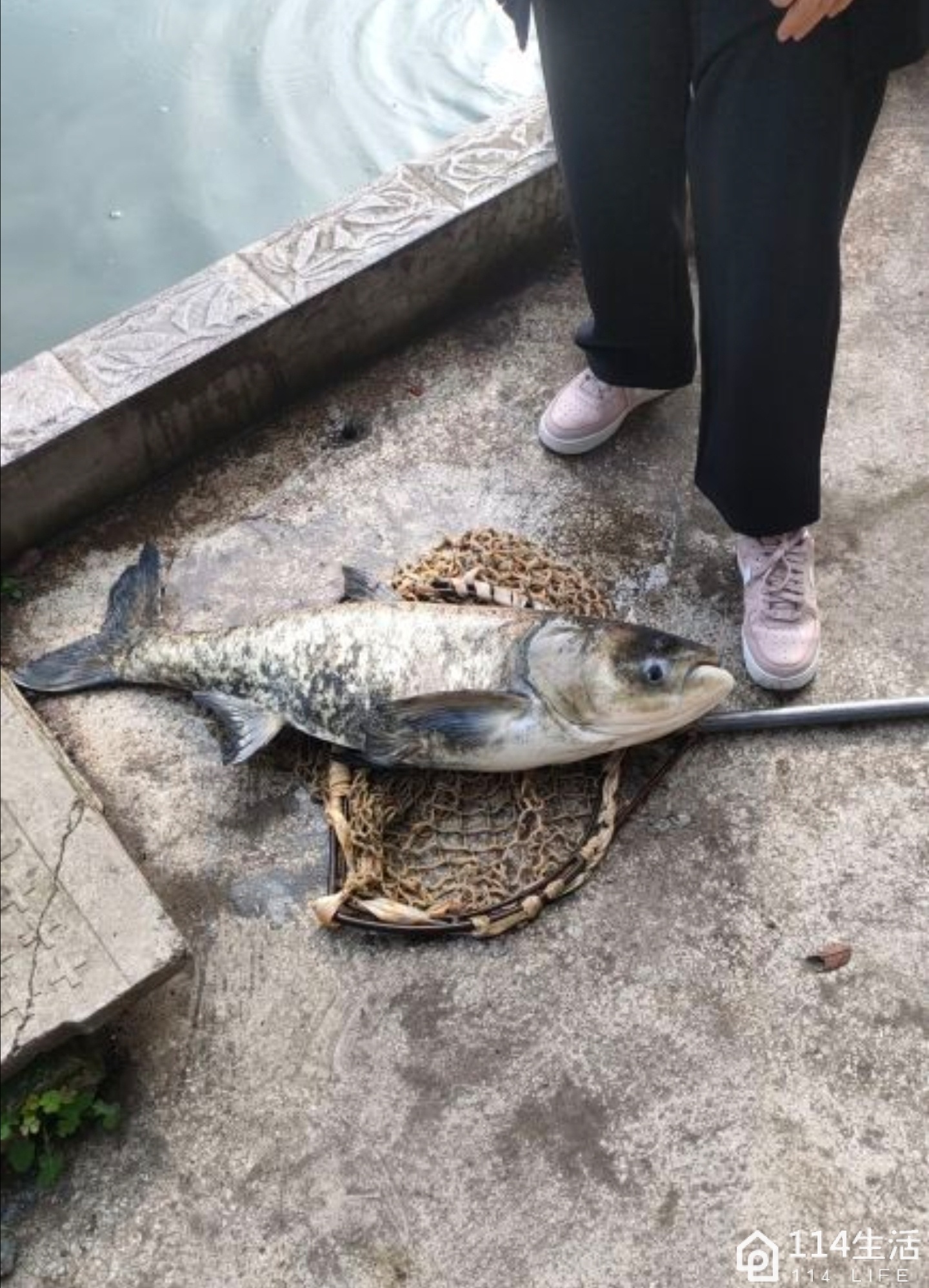 阿雄巨物塘