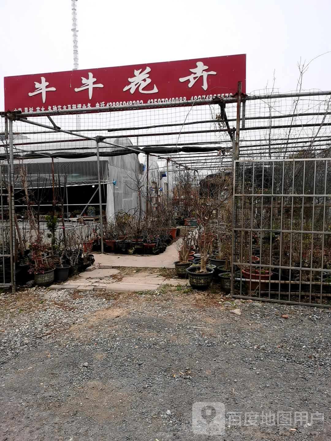 牛牛花卉
