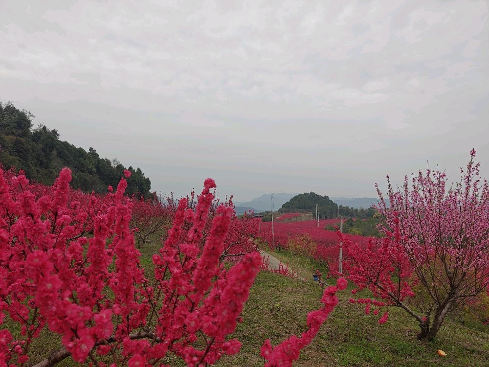 苏山坪桃花园