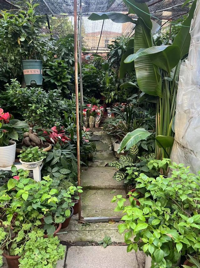 嘉定菲兹水族绿植花卉(张马路店)