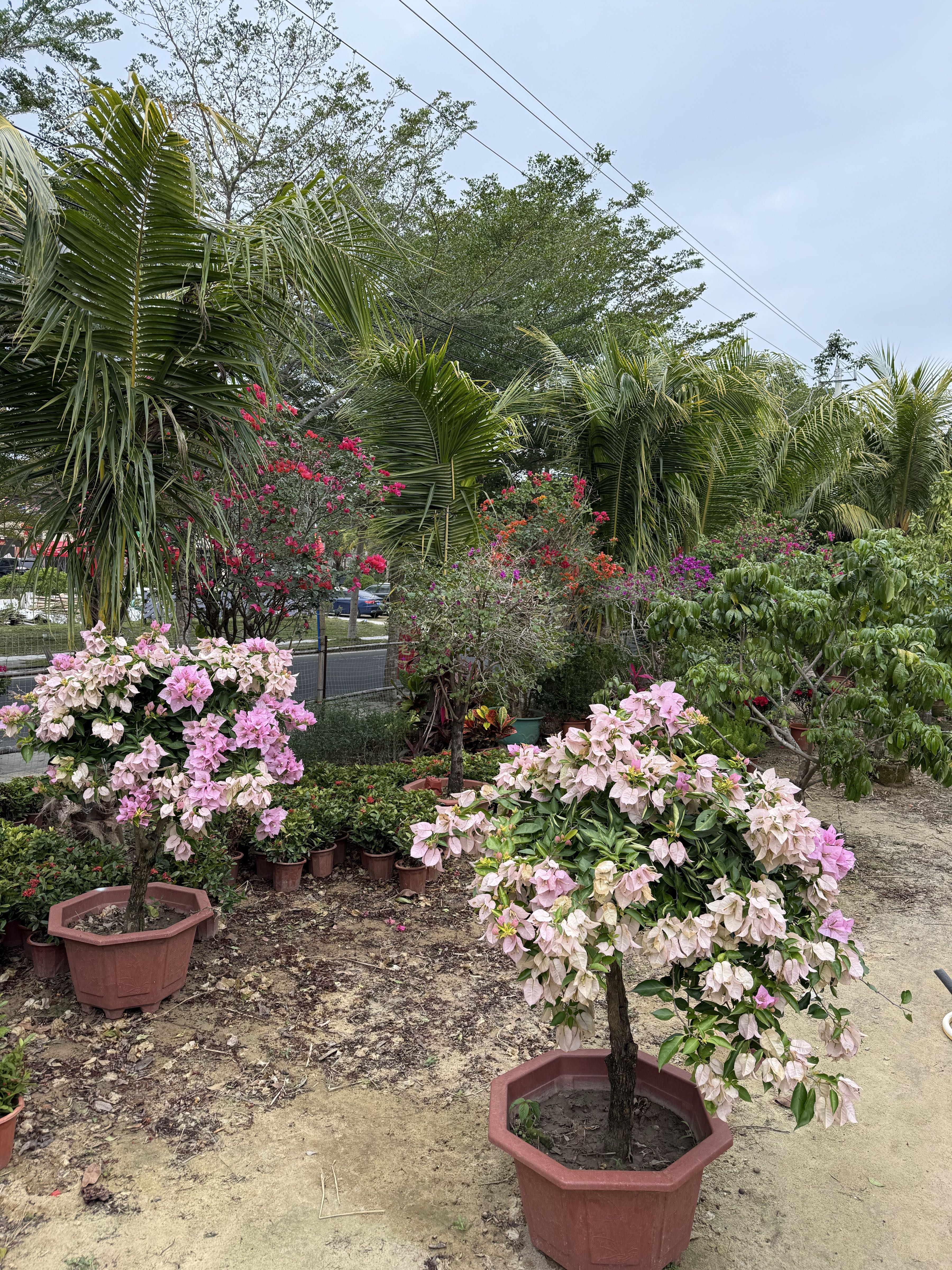 老丁花店