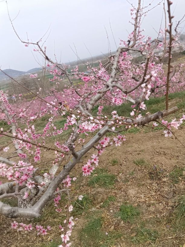 二龙山贵妃桃