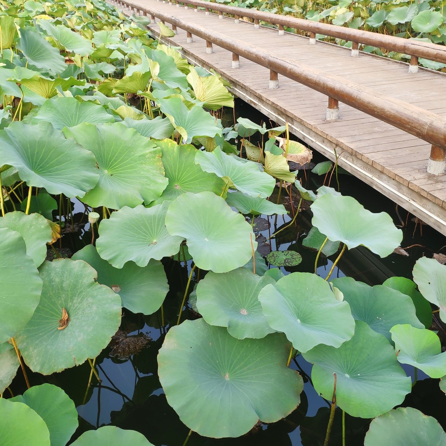 唐山南湖旅游景区-植物园