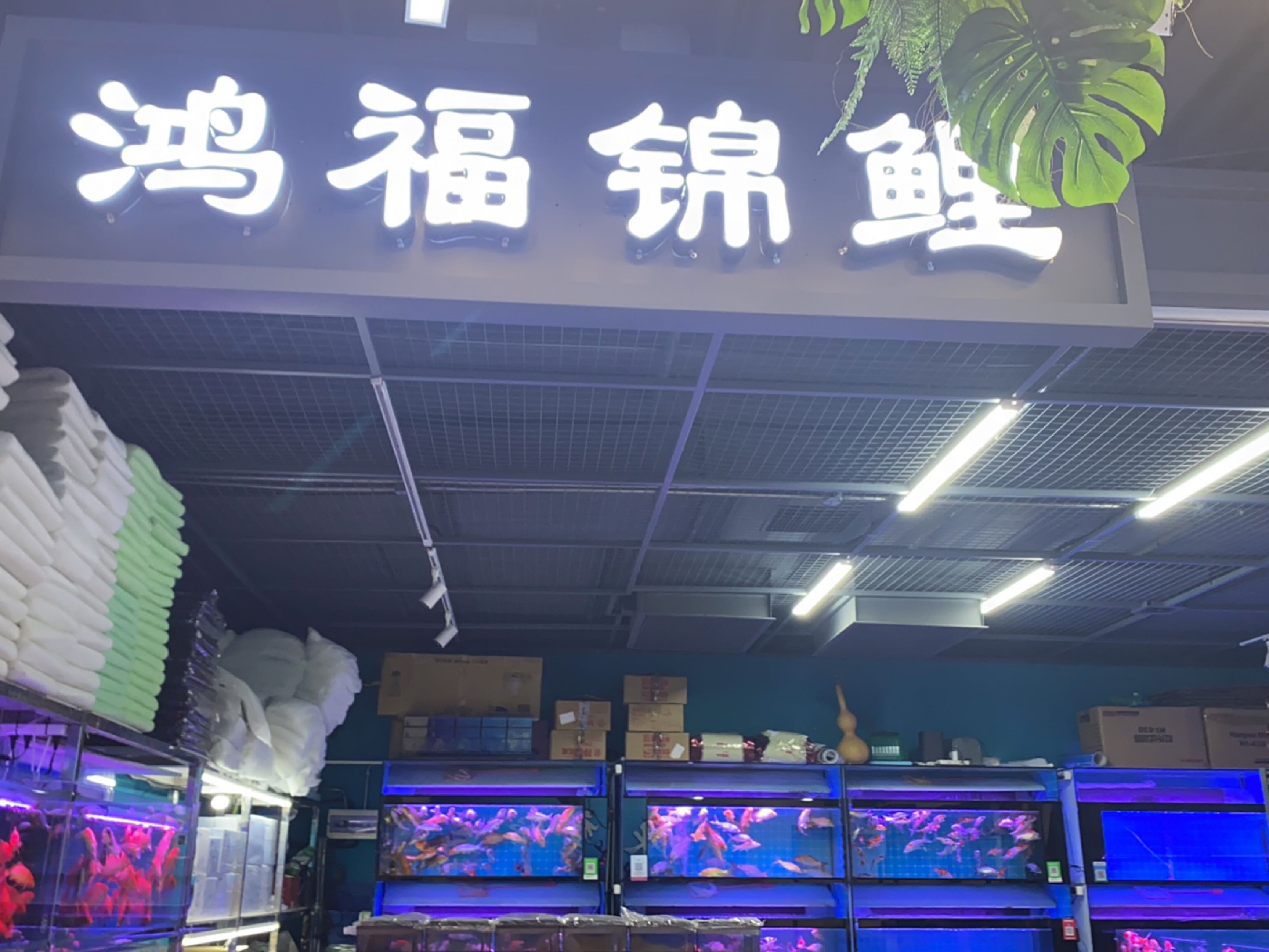 鸿福锦鲤(渔场直营店)