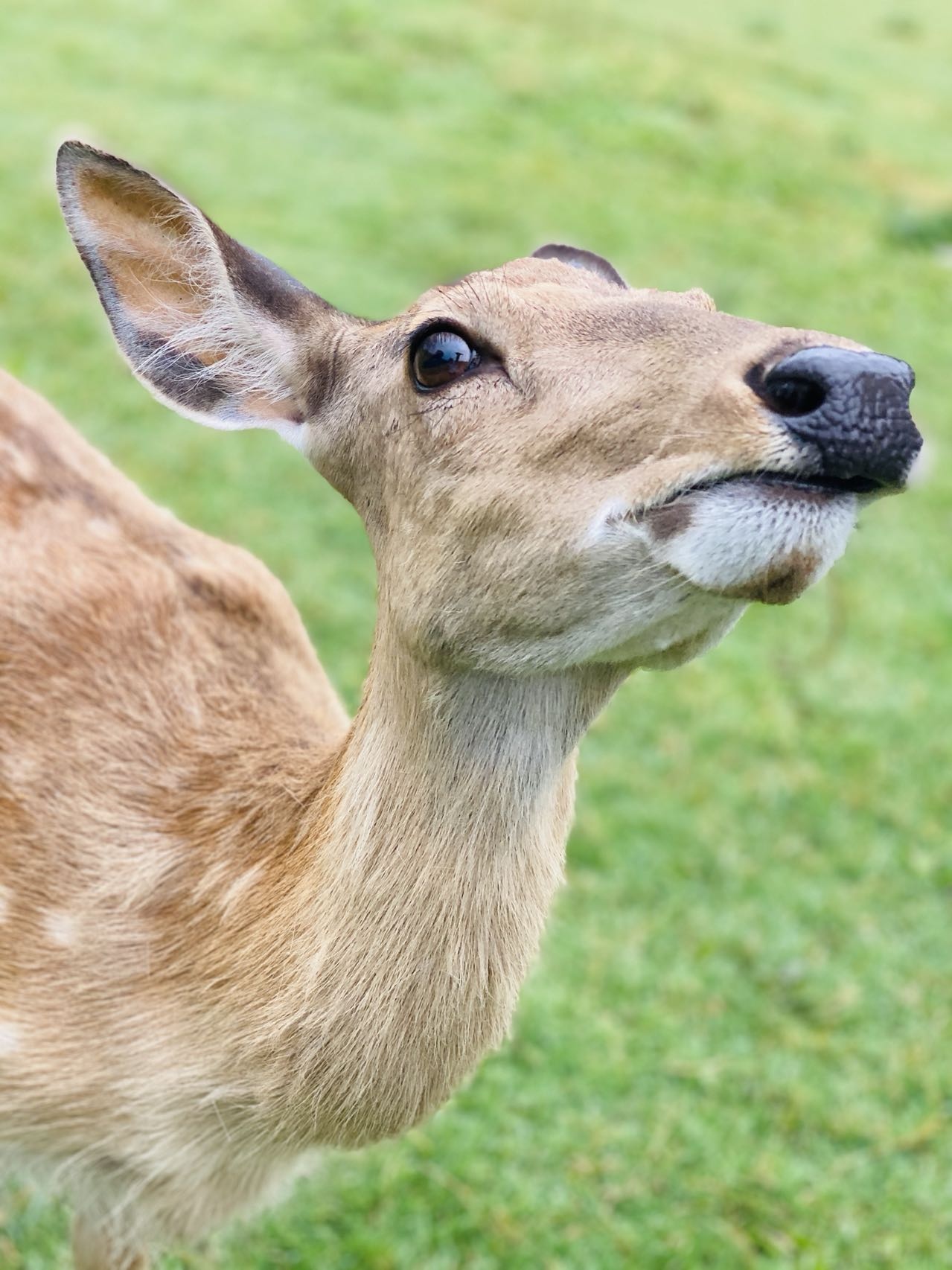 常青国际羊鹿山景区