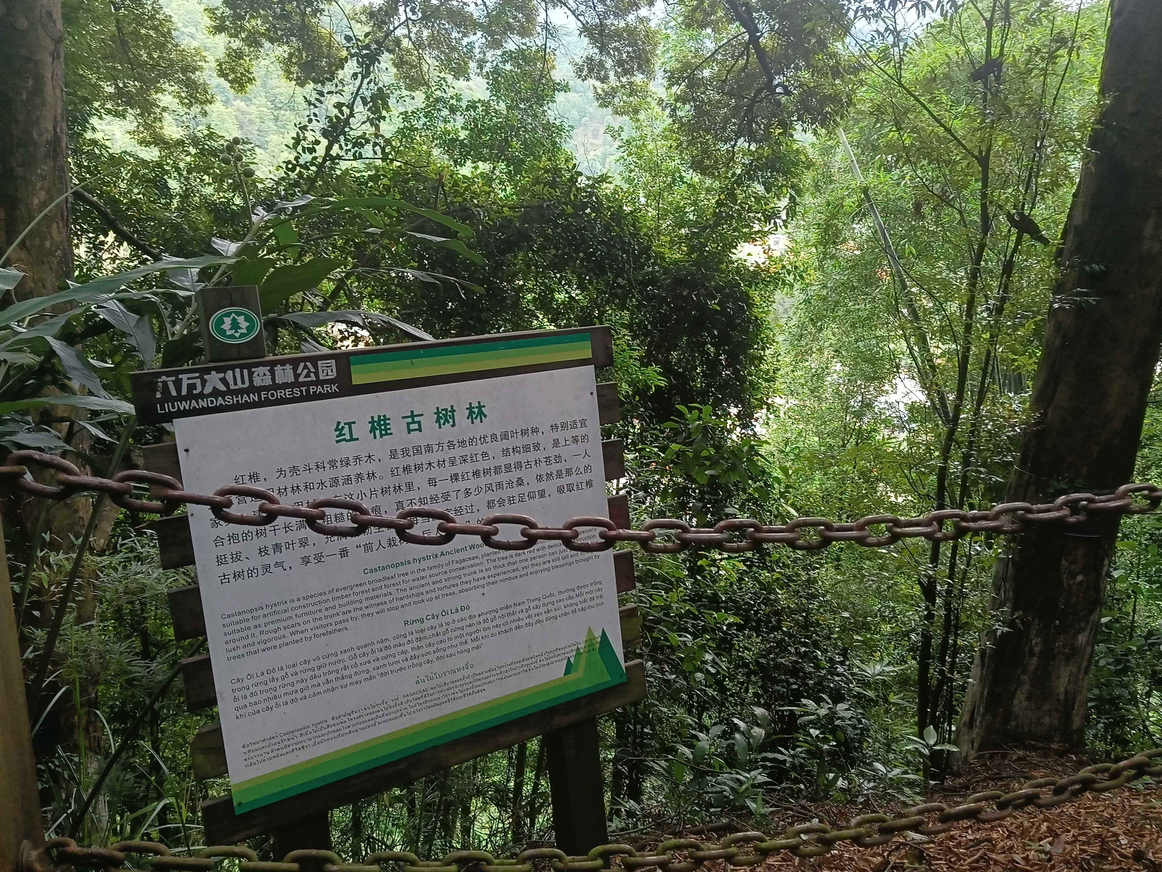红椎古树林