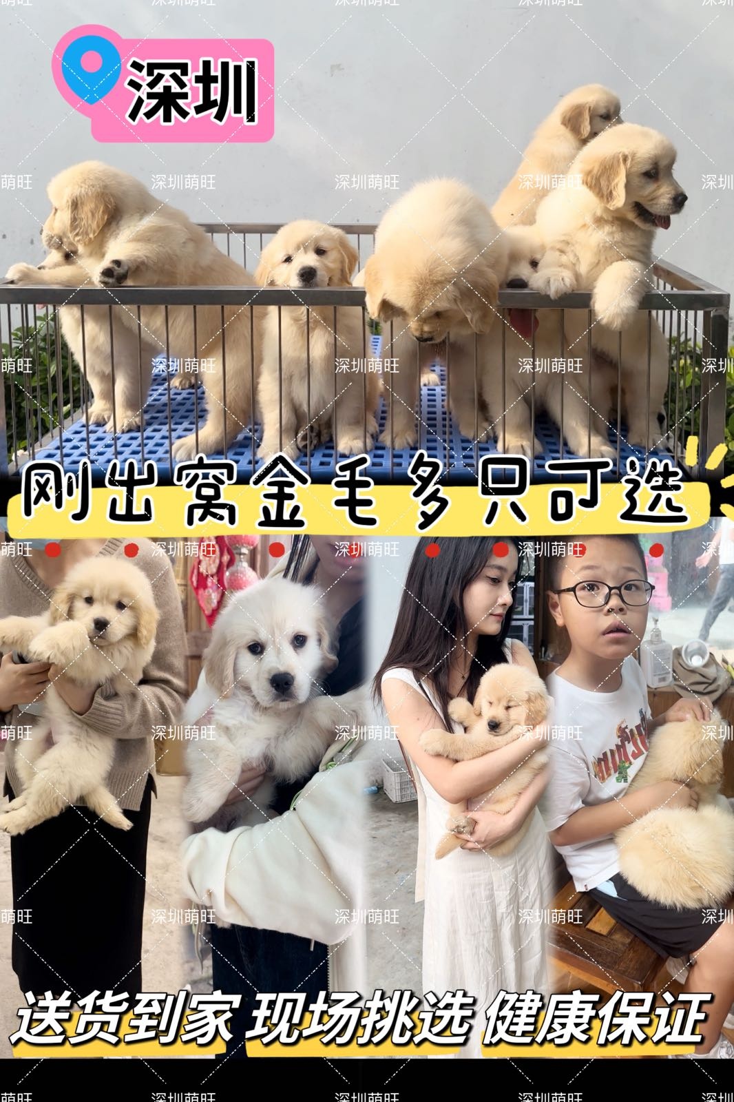 深圳萌旺萌宠犬舍狗场