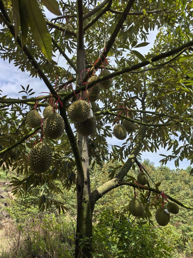 三队榴莲园